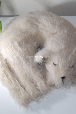 The sleeping cat