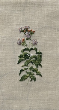 Marie Barber, Soapwort