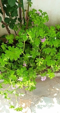 Sweet scented geranium
