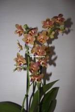 Orchids are my second hobby: Phal. no-named