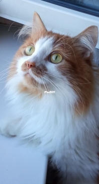 Сладкий кот