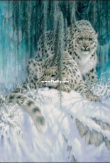 Bozenka 1001 - Snowy Leopards