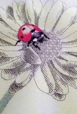 Daisy & Ladybird