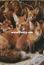 Chimera - Family of Foxes