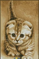 Kitten by Yushchuk/Mully XSD