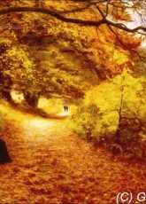 Golden Kite GK 1586 - A Wooded Path In Autumn (small)