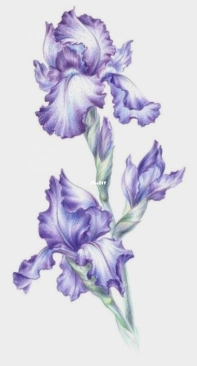 Irises by Irina Yalymova