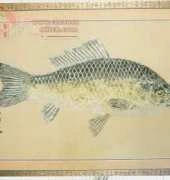 Evergreen SS-L-39 Rubbing