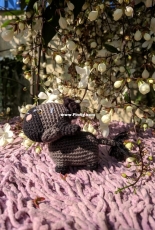 Small buffalo