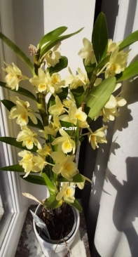 Orchidee bambu