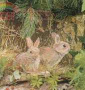 Wiehler 3611 7 - Rabbit