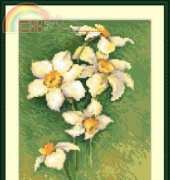 Megat 4646 - Proud narcisses