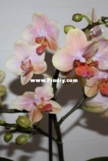 Orchids are my second hobby: Phal. no-named
