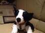 Daisy Dog