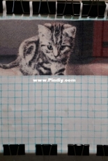 The soul of a tiger according to the scheme of N. Pyshnograeva