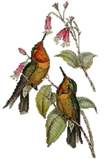 Artecy Orange Throated Sun Angel Hummingbirds by John Gould