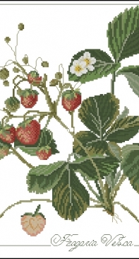 Il frutto del mese - Fragaria Vesca from ricAmare magazine 2006  XSD + PCS