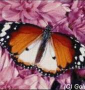 Golden Kite GK 109 African Monarch