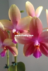 Orchids are my second hobby: Phal. Sweet Memory Liodoro