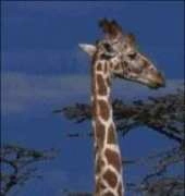 Golden Kite GK 394 - Giraffe with Tree
