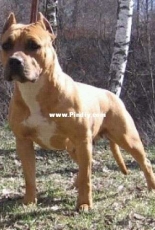 My love dog