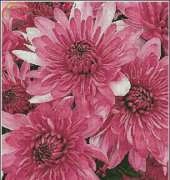 Artecy Pink Chrysanthemums