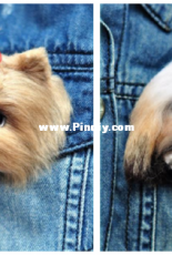 Galina Vedernikova - VeGa - 2in1 Yorkie and Shi Tzu brooch - Russian