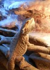 Pet Dragon