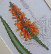 Keresztszemes Magazin - Aloe vera
