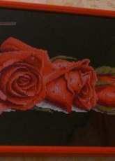 Red Roses