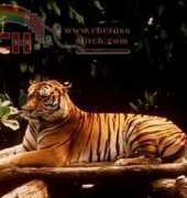 Laura Stitch  - ANIM 057 - Tiger