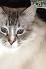 My kittys
