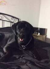 My fur baby Ozzy