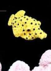 DBA Angelsun - Kelly Lynn Smith - Cubicus the Boxfish