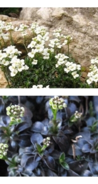 Arabis х suendermannii