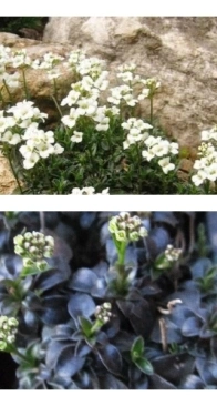 Arabis х suendermannii