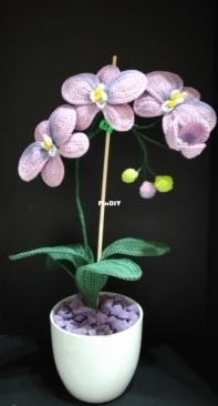 Lilac Orchid