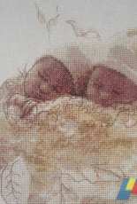Stitch Passion - Babies in the Nest FREE