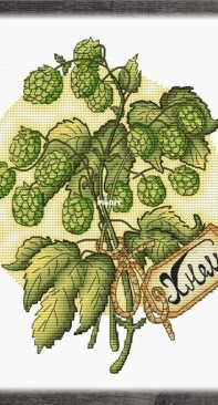 Hops - Medicinal Herbs Series by Anastasia Imanova (AnIm)
