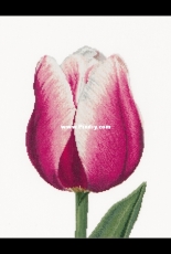 Thea Gouverneur TG 517 Red and White Triumph Tulip XSD
