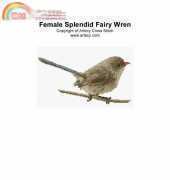 Artecy Cross Stitch - Female Splendid Fairy Wren