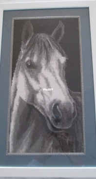 Black and white horse