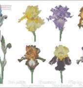 Thea Gouverneur TG 3051 - Irises