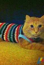 Fluffy Cat in a Christmas Sweater