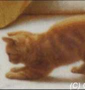Golden Kite GK 825 - Detail from Idleness (Cat)