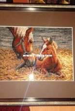 Dimensions Horses
