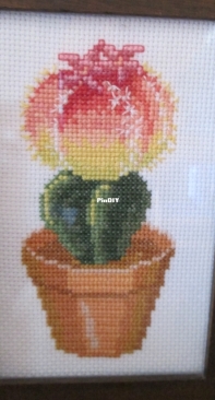 Cactus flower
