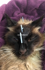 leticio in acupuncture