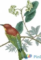 Pirik Bee-eater - La Grand Livre des Oiseaux au point de croix from the collection John Gould