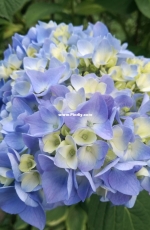 Beautiful blue peony